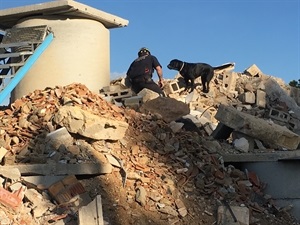 Los perros fueron adiestrados para buscar personas en estructuras colapsadas post terremoto